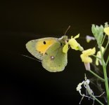 DSC_1049.jpg DSC_1049.jpg