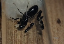 Ekran görüntüsü 2025-12-30 212132.png