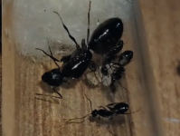 Ekran görüntüsü 2025-12-30 212203.png