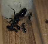 Ekran görüntüsü 2025-12-30 212219.png