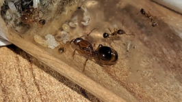 Ekran görüntüsü 2026-01-04 124116.png