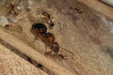 Ekran görüntüsü 2026-01-04 124122.png