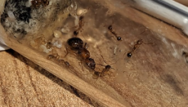 Ekran görüntüsü 2026-01-04 124126.png