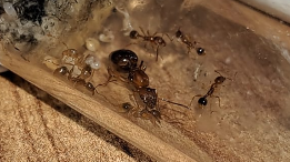 Ekran görüntüsü 2026-01-04 124129.png