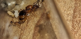 Ekran görüntüsü 2026-01-04 124134.png