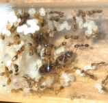 Ekran görüntüsü 2026-01-06 053055.png