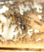 Ekran görüntüsü 2026-01-06 053115.png