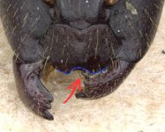 casent0905193_h_1_high (1).jpg