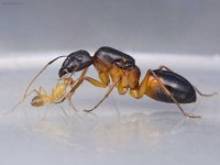 Camponotus-sanctus-african-carpenter-queen-colony-ant-for-sale-buy-hangya-vasarlas-kiralyno-ko...jpg