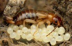 2026-02-07-21.44.28 ZS DMap-4.jpg