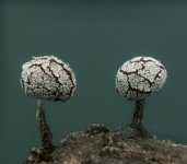 2026-02-15-22.11.21 ZS DMap-4-5.jpg