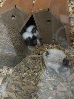 WhatsApp Image 2026-03-03 at 23.56.12.jpeg WhatsApp Image 2026-03-03 at 23.56.12.jpeg