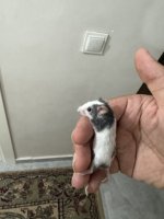 WhatsApp Görsel 2025-06-28 saat 00.41.03_9b1ce123.jpg WhatsApp Görsel 2025-06-28 saat 00.41.03_9b1ce123.jpg