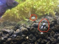 wb6vqqsklkx51.jpg wb6vqqsklkx51.jpg