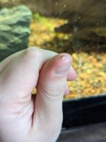 how-do-you-tell-if-its-a-freshwater-limpet-or-just-a-v0-ov6jso1hnxsa1.jpg how-do-you-tell-if-its-a-freshwater-limpet-or-just-a-v0-ov6jso1hnxsa1.jpg