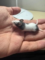 WhatsApp Image 2026-03-10 at 03.22.17.jpeg