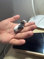 WhatsApp Image 2026-03-10 at 03.22.17 (1).jpeg