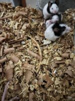 WhatsApp Image 2026-03-10 at 03.22.17 (2).jpeg