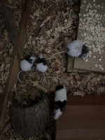 WhatsApp Image 2026-03-10 at 03.22.17 (3).jpeg