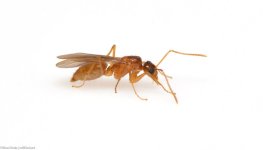 Tawny_crazy_ant_(Nylanderia_fulva)_male_reproductive.jpg