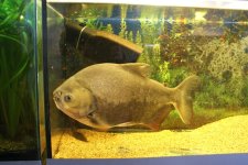 Piaractus_brachypomum_in_Minsk_Zoo.jpg Piaractus_brachypomum_in_Minsk_Zoo.jpg