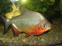red-pacu.jpg red-pacu.jpg