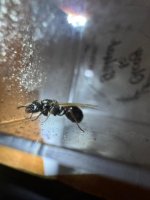 WhatsApp Image 2026-03-17 at 23.04.11 (2).jpeg