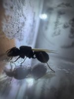 WhatsApp Image 2026-03-17 at 23.04.11 (3).jpeg