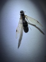 WhatsApp Image 2026-03-17 at 23.04.12 (2).jpeg