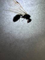 WhatsApp Image 2026-03-17 at 23.04.12 (3).jpeg