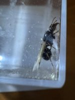 WhatsApp Image 2026-03-17 at 23.04.12.jpeg