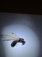 WhatsApp Image 2026-03-17 at 23.04.14 (2).jpeg