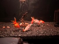 WhatsApp Image 2026-03-27 at 23.55.18.jpeg