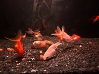 WhatsApp Image 2026-03-27 at 23.55.16 (7).jpeg