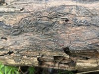 WhatsApp Image 2026-04-01 at 15.42.44.jpeg