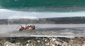 WhatsApp Image 2026-04-01 at 15.42.43.jpeg