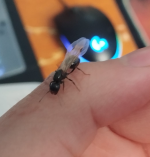 Screenshot 2026-04-02 151321.png