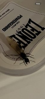 WhatsApp Image 2026-04-02 at 16.09.00.jpeg