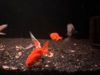 WhatsApp Image 2026-04-02 at 01.48.52-.jpeg