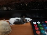 WhatsApp Image 2026-04-03 at 00.02.27.jpeg