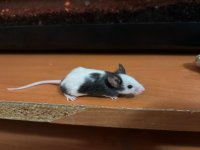 WhatsApp Image 2026-04-03 at 00.02.27 (1).jpeg