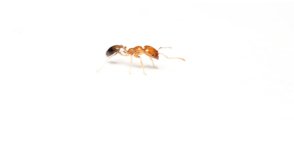 Trichomyrmex-Kralicesi.jpg