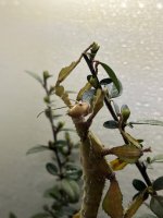 IMG_6202[1].jpg