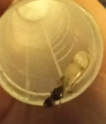 Ekran görüntüsü 2026-04-04 213736.png