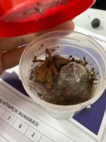 WhatsApp Image 2026-04-06 at 18.55.31 (1).jpeg