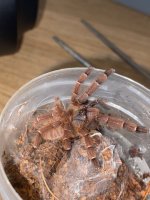 WhatsApp Image 2026-04-06 at 18.55.31.jpeg