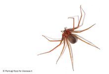 loxosceles_rufescens_a.jpg