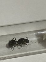 IMG_0061.jpeg