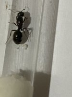IMG_0065.jpeg