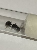IMG_0062.jpeg